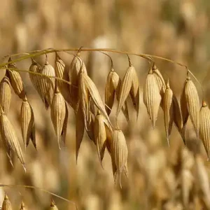 ¿Por qué se utiliza el extracto de avena en cremas?