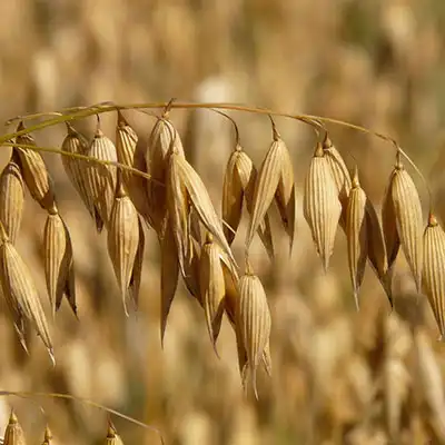 ¿Por qué se utiliza el extracto de avena en cremas?