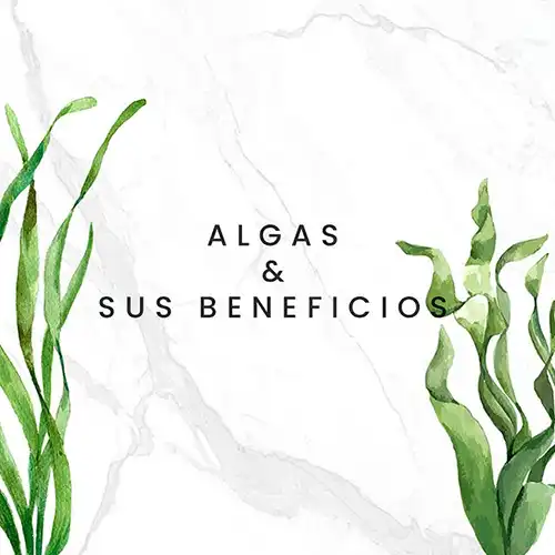 algas y sus beneficios